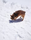 A cute brown dog playing with snow