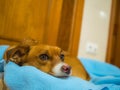 Cute brown dog resting on a blue cozy blanket in a room Royalty Free Stock Photo