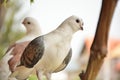 Adorable Brown Domestic Pigeon on a Sunny Summer Day