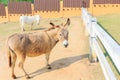 Cute brown donkey. Royalty Free Stock Photo