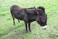 Cute dark brown donkey Royalty Free Stock Photo