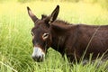 Cute brown donkey grazing outdoors on a farm