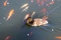 Cute duckling swimming in a koi pond in Southern California Royalty Free Stock Photo