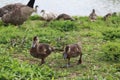 Cute Brown ducklings walking in the grass Royalty Free Stock Photo