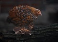 Cute brown Dutch Booted Bantam chicken standing on a tree trunk Royalty Free Stock Photo