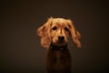 Cute brown English cocker spaniel with a collar isolated on a brown background