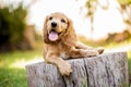 A cute brown English Cocker Spaniel puppy lying on a log in a forest.