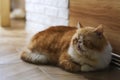 Cute brown Exotic Shorthair cat doze