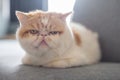 Cute Brown Exotic shorthair cat Royalty Free Stock Photo