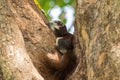 Cute Brown Finlayson squirrel with beige cream face and bushy ta