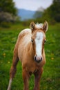 cute brown foal in a green meadow Royalty Free Stock Photo
