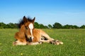 Pony Foal