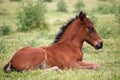 Cute brown foal