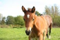 Cute brown foal portrait in summer Royalty Free Stock Photo