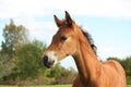 Cute brown foal portrait in summer Royalty Free Stock Photo
