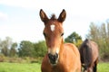 Cute brown foal portrait in summer Royalty Free Stock Photo
