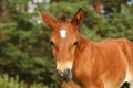 Cute brown foal portrait in summer Royalty Free Stock Photo