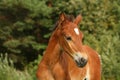 Cute brown foal portrait in summer Royalty Free Stock Photo