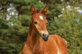 Cute brown foal portrait in summer Royalty Free Stock Photo