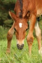 Cute brown foal portrait in summer Royalty Free Stock Photo