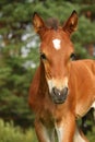 Cute brown foal portrait in summer Royalty Free Stock Photo