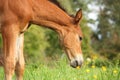 Cute brown foal portrait in summer Royalty Free Stock Photo