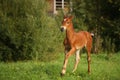 Cute brown foal portrait in summer Royalty Free Stock Photo