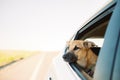 Cute brown Formosan mountain dog looking out of a car window during daytime