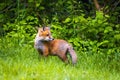 Cute brown fox pup close up portrait in the wild forest Royalty Free Stock Photo