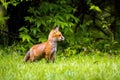 Cute brown fox pup close up portrait in the wild forest Royalty Free Stock Photo