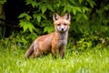 Cute brown fox pup close up portrait in the wild forest Royalty Free Stock Photo