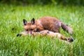 Cute brown fox pup hunting in the wild forest alone Royalty Free Stock Photo