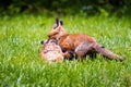 Cute brown fox pup hunting in the wild forest alone Royalty Free Stock Photo