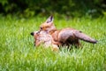 Cute brown fox pup hunting in the wild forest alone Royalty Free Stock Photo