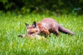 Cute brown fox pup hunting in the wild forest alone Royalty Free Stock Photo