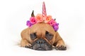 Cute Brown French Bulldog Dog With Pink Flower And Unicorn Horn Headband Lying On Ground In Front Of White Studio Background