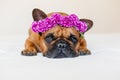 cute brown french bulldog lying on bed at home. Wearing a beautiful purple wreath of flowers. Pets indoors and lifestyle