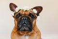 cute brown french bulldog lying on bed at home. Wearing a beautiful white wreath of flowers. Pets indoors and lifestyle