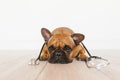 Cute brown french bulldog lying on the floor at home. Wearing a veterinarian stethoscope. Pets care and veterinarian concept