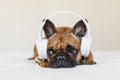 Cute brown french bulldog sitting on the bed at home and looking at the camera. Funny dog listening to music on white headset. Royalty Free Stock Photo