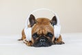 Cute brown french bulldog sitting on the bed at home and looking at the camera. Funny dog listening to music on white headset. Royalty Free Stock Photo