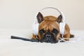 Cute brown french bulldog sitting on the bed at home and looking at the camera. Funny dog listening to music on white headset. Royalty Free Stock Photo