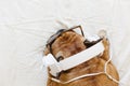 Cute brown french bulldog sitting on the bed at home and looking at the camera. Funny dog listening to music on white headset. Royalty Free Stock Photo