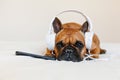 cute brown french bulldog sitting on the bed at home and looking at the camera. Funny dog listening to music on white headset. Royalty Free Stock Photo