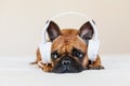 cute brown french bulldog sitting on the bed at home and looking at the camera. Funny dog listening to music on white headset. Royalty Free Stock Photo