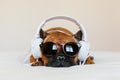 cute brown french bulldog sitting on the bed at home and looking at the camera. Funny dog listening to music on white headset. Royalty Free Stock Photo