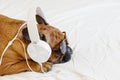 Cute Brown French Bulldog Sitting On The Bed At Home And Looking At The Camera. Funny Dog Listening To Music On White Headset.