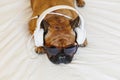 Cute brown french bulldog sitting on the bed at home and looking at the camera. Funny dog listening to music on white headset. Royalty Free Stock Photo