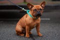 Cute brown french bulldog sitting outdoors looking at the camera. Adorable healthy fawn colored dog with blue collar
