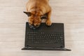Cute brown french bulldog working on laptop at home and feeling tired. Pets indoors, lifestyle and technology concept Royalty Free Stock Photo